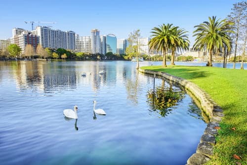 Lake with two swans in water and orlando in background