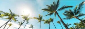 Florida palm trees set against a sunny blue sky